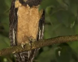 Pulsatrix perspicillata