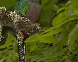 Pharomachrus mocinno