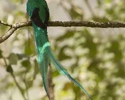 Pharomachrus mocinno