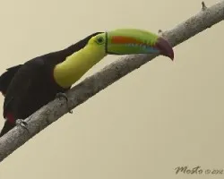 Ramphastos sulfuratus