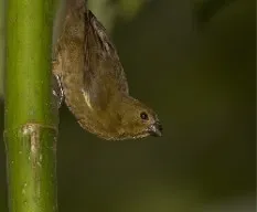 Sporophila americana