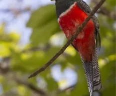 Trogon collaris