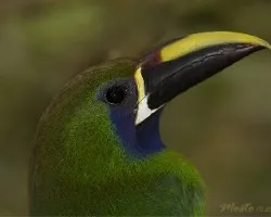 Aulacorhynchus prasinus