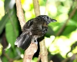 Thamnophilus bridgesi