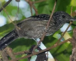 Thamnophilus bridgesi