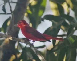 Piranga rubra