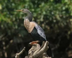 Anhinga anhinga