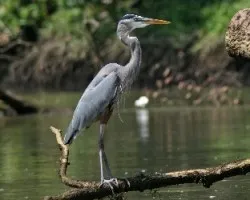 Ardea herodias