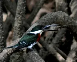 Chloroceryle americana