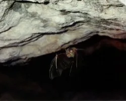 Murcielago mediterraneo