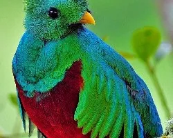 Pharomachrus mocinno