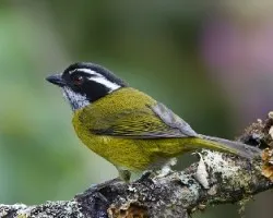 Chlorospingus pileatus