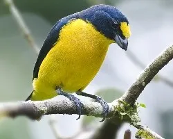 Euphonia hirundinacea