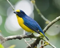 Euphonia hirundinacea