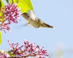 Selasphorus flammula