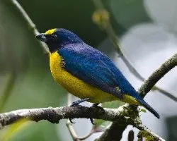 Euphonia hirundinacea