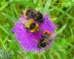 Bombus terrestris