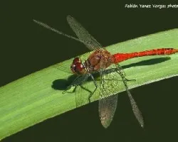 Crocothemis erythraea