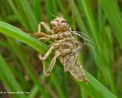 Exuvia de adonata