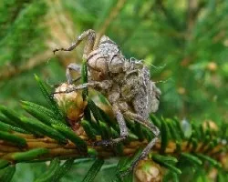 Exuvia de adonata anisoptera