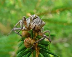 Exuvia de adonata anisoptera