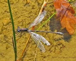 Lestes macrostigma