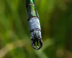 Lestes dryas abdomen inferior cuatro segmentos