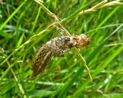 Ninfa de adonata