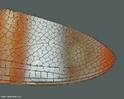 Venacion ala de libelula