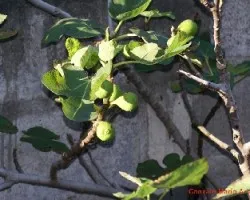 Ficus carica