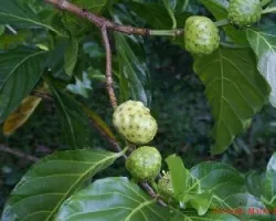 Morinda citrifolia
