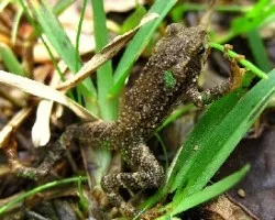 Anfibio en el sendero