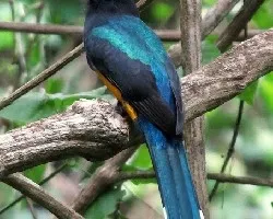 Trogon melanocephalus