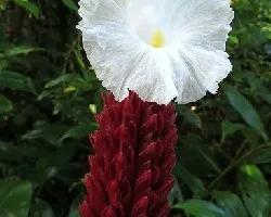 Costus speciosus = Cheilocostus speciosus