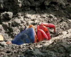 Experto en escondites