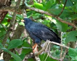 Buteogallus anthracinus