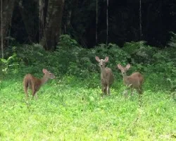 Odocoileus virginianus
