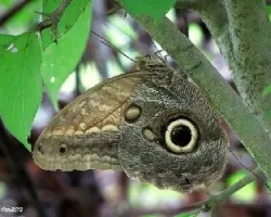 Caligo sp