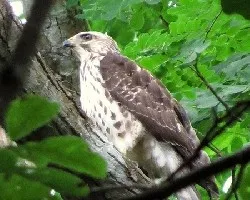 Buteo nitidus