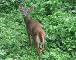 Odocoileus virginianus