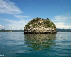 Insula en las tortugas