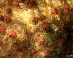 Volcancitos submarinos