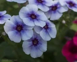 Phlox drummondii