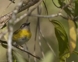Chlorospingus ophthalmicus