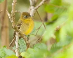 Empidonax flavescens