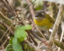Chlorospingus ophthalmicus