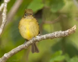 Empidonax flavescens