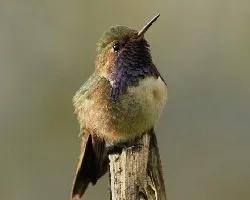 Selasphorus flammula