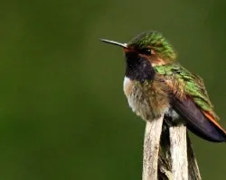 Selasphorus flammula