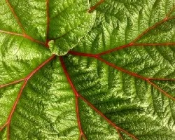 Gunnera insignis